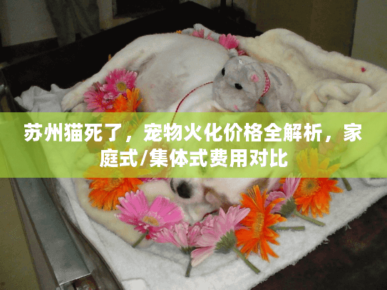 苏州猫死了,宠物火化价格全解析,家庭式/集体式费用对比 苏州猫死了,宠物火化价格全解析,家庭式/集体式费用对比