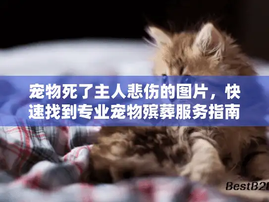 宠物死了主人悲伤的图片，快速找到专业宠物殡葬服务指南