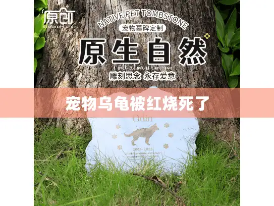宠物乌龟被红烧死了