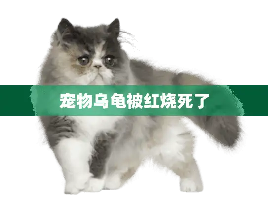 宠物乌龟被红烧死了