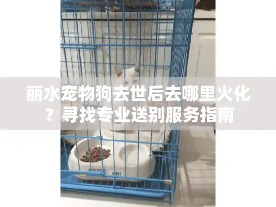 丽水宠物狗去世后去哪里火化？寻找专业送别服务指南