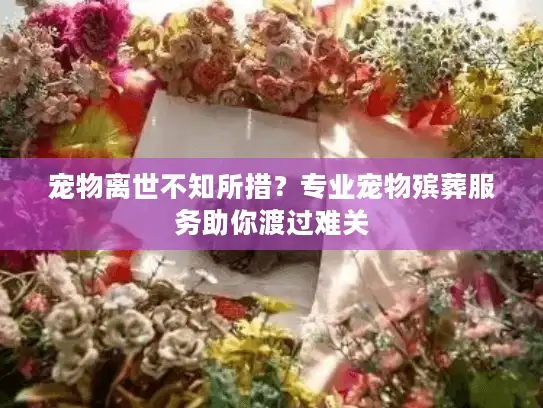 宠物离世不知所措？专业宠物殡葬服务助你渡过难关