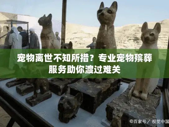 宠物离世不知所措？专业宠物殡葬服务助你渡过难关