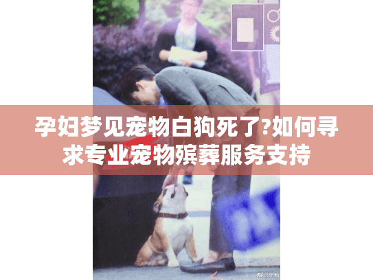 孕妇梦见宠物白狗死了?如何寻求专业宠物殡葬服务支持