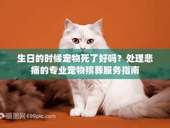 生日的时候宠物死了好吗？处理悲痛的专业宠物殡葬服务指南