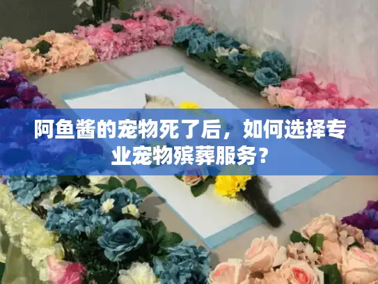 阿鱼酱的宠物死了后,如何选择专业宠物殡葬服务? 阿鱼酱的宠物死了后,如何选择专业宠物殡葬服务?