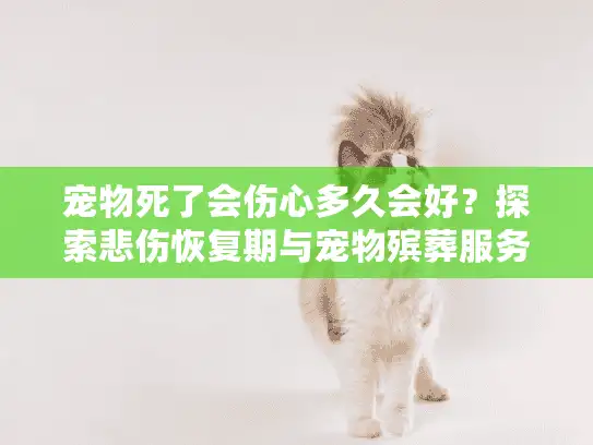 宠物死了会伤心多久会好？探索悲伤恢复期与宠物殡葬服务选择