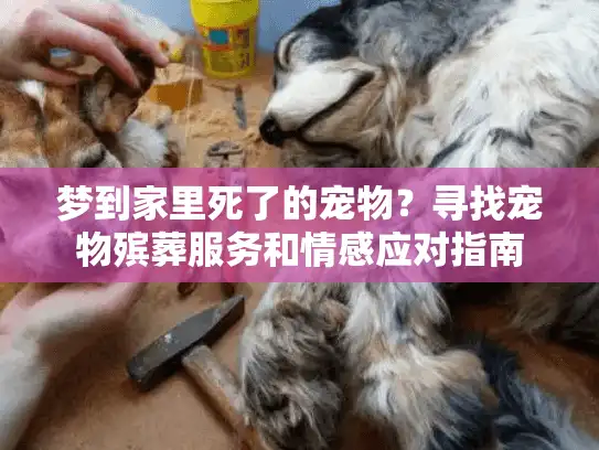 梦到家里死了的宠物？寻找宠物殡葬服务和情感应对指南