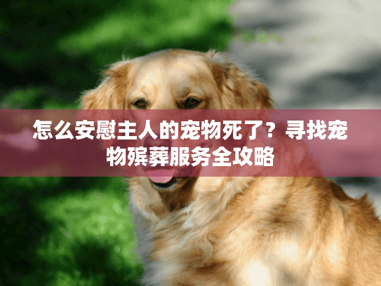 怎么安慰主人的宠物死了？寻找宠物殡葬服务全攻略