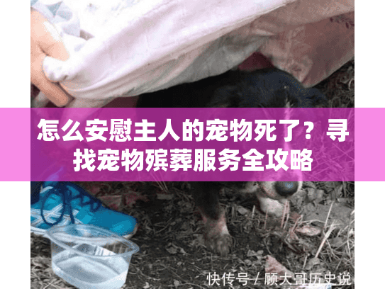怎么安慰主人的宠物死了？寻找宠物殡葬服务全攻略