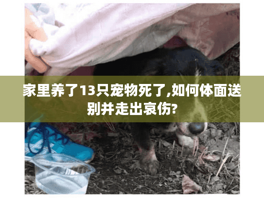家里养了13只宠物死了,如何体面送别并走出哀伤?