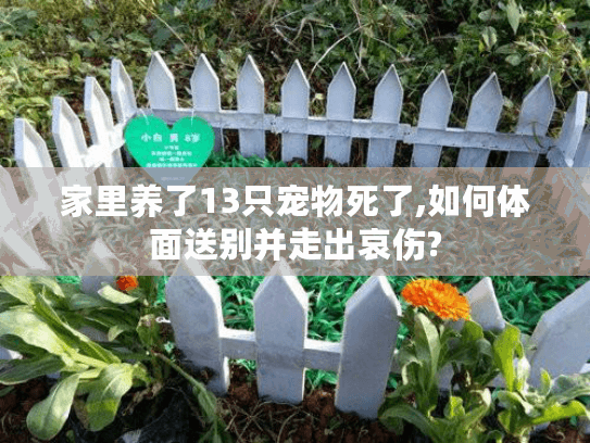 家里养了13只宠物死了,如何体面送别并走出哀伤?