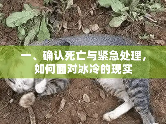 一、确认死亡与紧急处理,如何面对冰冷的现实 一、确认死亡与紧急处理,如何面对冰冷的现实