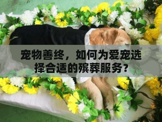 宠物善终,如何为爱宠选择合适的殡葬服务? 宠物善终,如何为爱宠选择合适的殡葬服务?