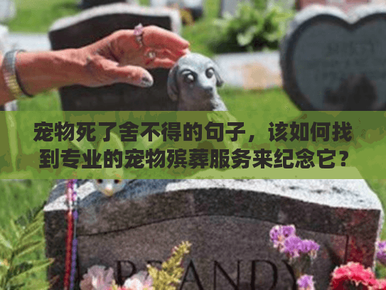 宠物死了舍不得的句子，该如何找到专业的宠物殡葬服务来纪念它？