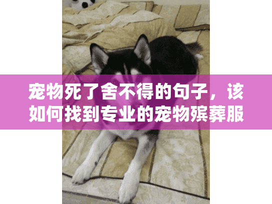 宠物死了舍不得的句子，该如何找到专业的宠物殡葬服务来纪念它？