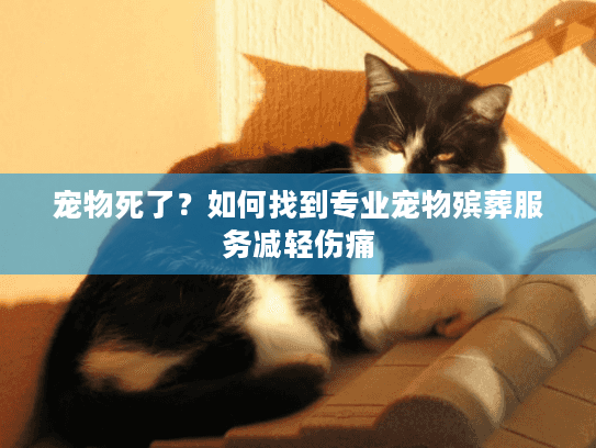 宠物死了?如何找到专业宠物殡葬服务减轻伤痛 宠物死了?如何找到专业宠物殡葬服务减轻伤痛