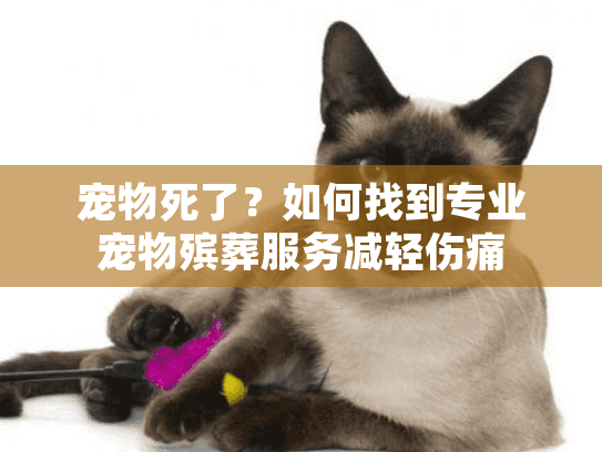 宠物死了?如何找到专业宠物殡葬服务减轻伤痛 宠物死了?如何找到专业宠物殡葬服务减轻伤痛