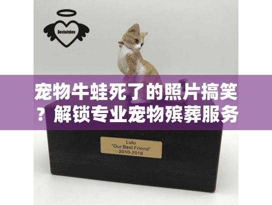 宠物牛蛙死了的照片搞笑？解锁专业宠物殡葬服务的情感指南