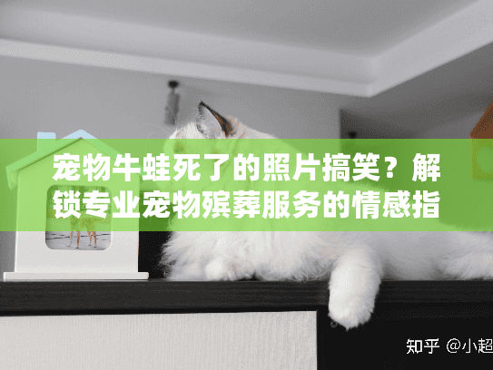 宠物牛蛙死了的照片搞笑？解锁专业宠物殡葬服务的情感指南