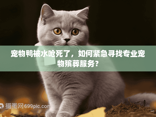 宠物鸭被水呛死了,如何紧急寻找专业宠物殡葬服务? 宠物鸭被水呛死了,如何紧急寻找专业宠物殡葬服务?