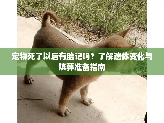 宠物死了以后有胎记吗?了解遗体变化与殡葬准备指南 宠物死了以后有胎记吗?了解遗体变化与殡葬准备指南