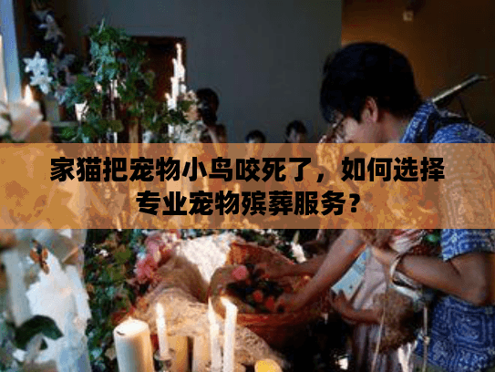 家猫把宠物小鸟咬死了，如何选择专业宠物殡葬服务？