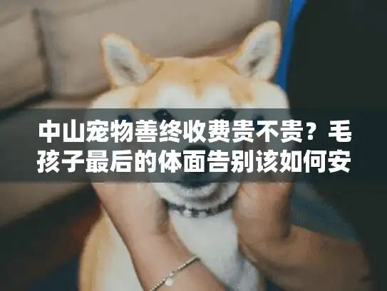 中山宠物善终收费贵不贵?毛孩子最后的体面告别该如何安排 中山宠物善终收费贵不贵?毛孩子最后的体面告别该如何安排