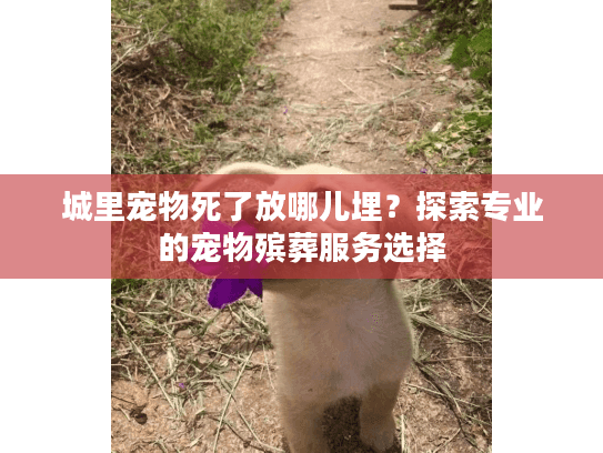 城里宠物死了放哪儿埋？探索专业的宠物殡葬服务选择