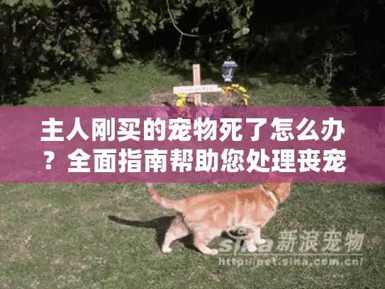 主人刚买的宠物死了怎么办？全面指南帮助您处理丧宠之痛