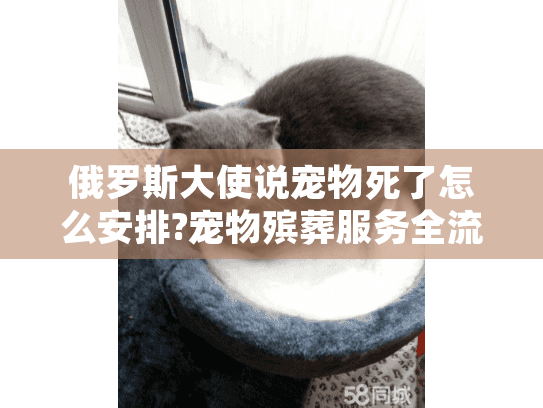 俄罗斯大使说宠物死了怎么安排?宠物殡葬服务全流程解析 俄罗斯大使说宠物死了怎么安排?宠物殡葬服务全流程解析
