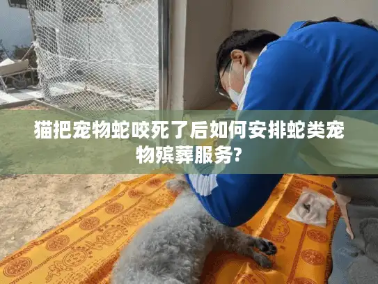 猫把宠物蛇咬死了后如何安排蛇类宠物殡葬服务? 猫把宠物蛇咬死了后如何安排蛇类宠物殡葬服务?