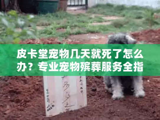 皮卡堂宠物几天就死了怎么办？专业宠物殡葬服务全指南