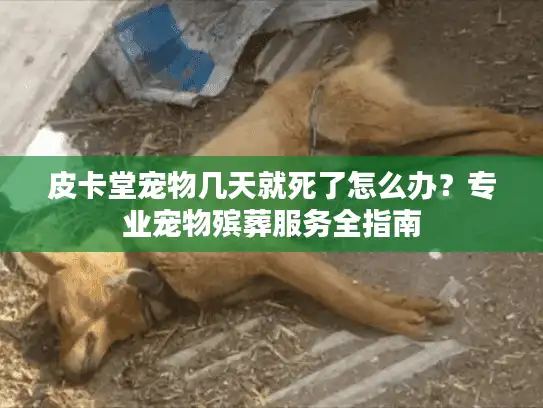 皮卡堂宠物几天就死了怎么办？专业宠物殡葬服务全指南