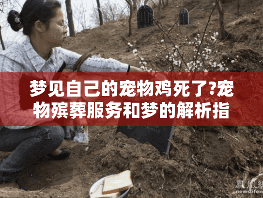 梦见自己的宠物鸡死了?宠物殡葬服务和梦的解析指南