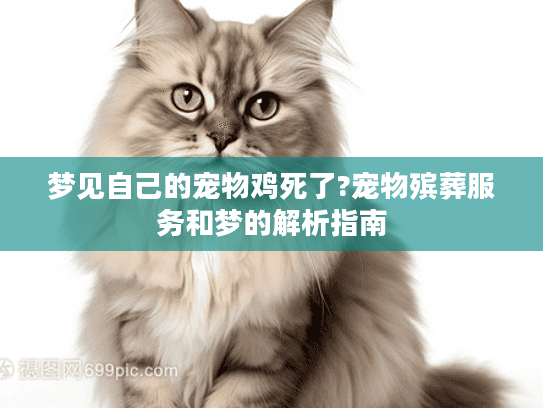 梦见自己的宠物鸡死了?宠物殡葬服务和梦的解析指南
