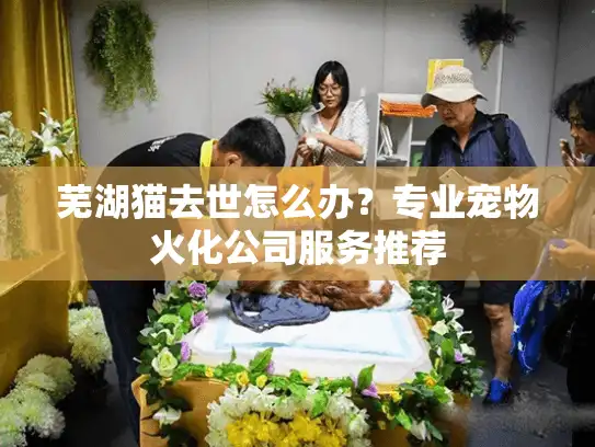 芜湖猫去世怎么办？专业宠物火化公司服务推荐