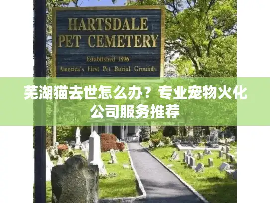 芜湖猫去世怎么办？专业宠物火化公司服务推荐