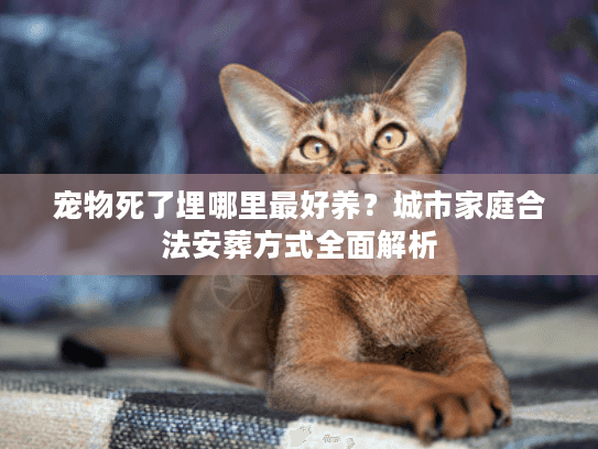 宠物死了埋哪里最好养？城市家庭合法安葬方式全面解析