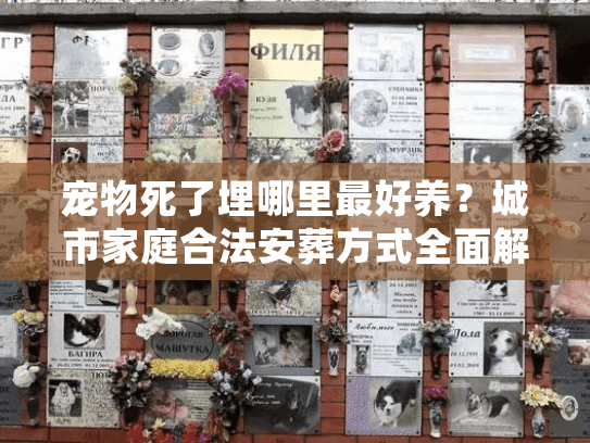 宠物死了埋哪里最好养？城市家庭合法安葬方式全面解析