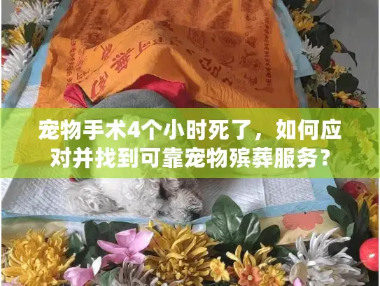 宠物手术4个小时死了,如何应对并找到可靠宠物殡葬服务? 宠物手术4个小时死了,如何应对并找到可靠宠物殡葬服务?