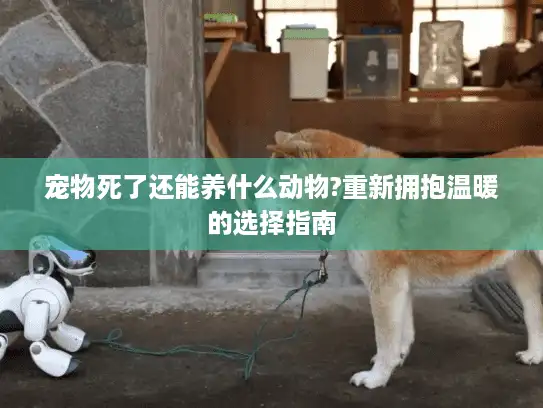 宠物死了还能养什么动物?重新拥抱温暖的选择指南