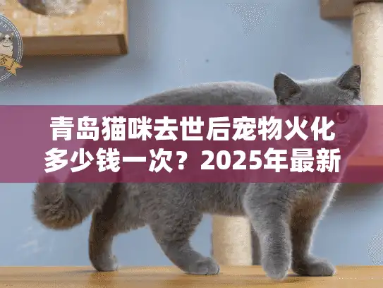 青岛猫咪去世后宠物火化多少钱一次？2025年最新服务指南