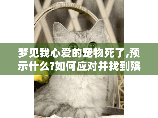 梦见我心爱的宠物死了,预示什么?如何应对并找到殡葬服务?