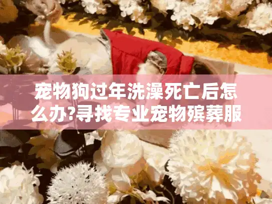宠物狗过年洗澡死亡后怎么办?寻找专业宠物殡葬服务指南 宠物狗过年洗澡死亡后怎么办?寻找专业宠物殡葬服务指南
