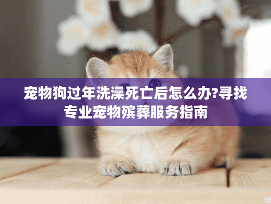 宠物狗过年洗澡死亡后怎么办?寻找专业宠物殡葬服务指南 宠物狗过年洗澡死亡后怎么办?寻找专业宠物殡葬服务指南
