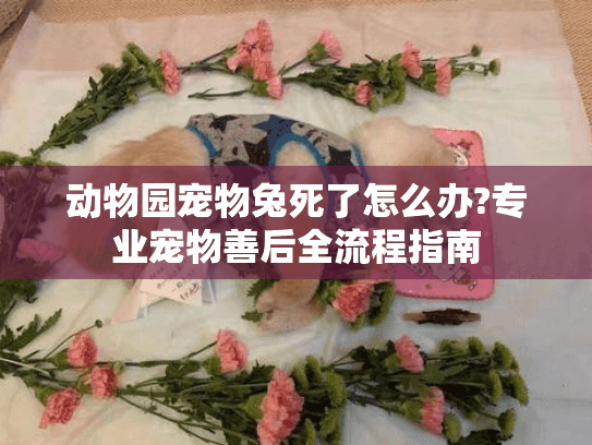 动物园宠物兔死了怎么办?专业宠物善后全流程指南