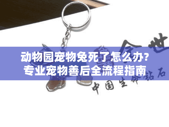 动物园宠物兔死了怎么办?专业宠物善后全流程指南