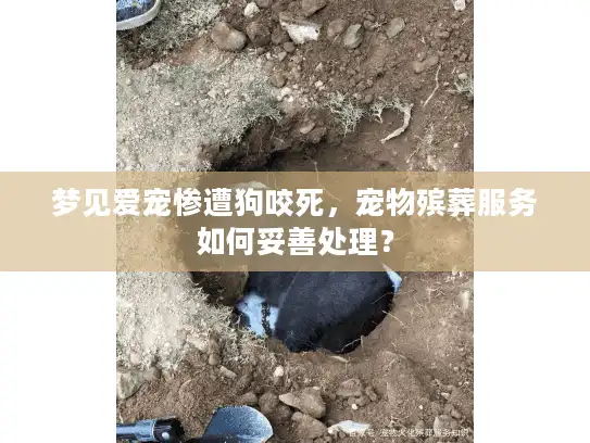 梦见爱宠惨遭狗咬死，宠物殡葬服务如何妥善处理？