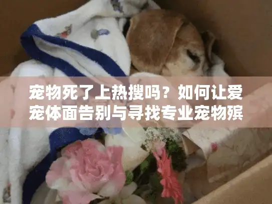 宠物死了上热搜吗？如何让爱宠体面告别与寻找专业宠物殡葬服务
